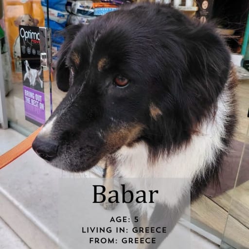 Babar