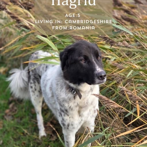 Hagrid