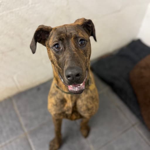 Pepper