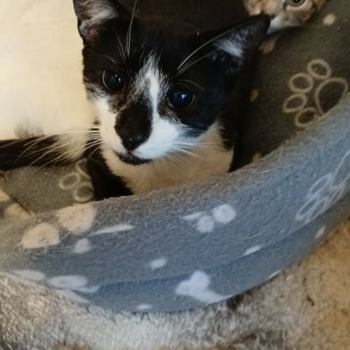 Burt