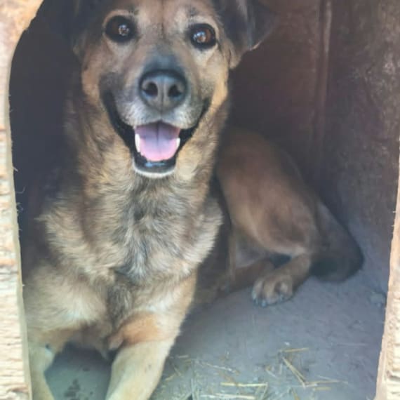 Beauty — Somerset & Dorset Animal Rescue | petdatabase.com