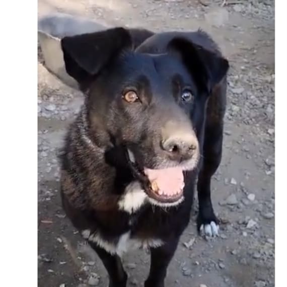 Dan — Somerset & Dorset Animal Rescue | petdatabase.com