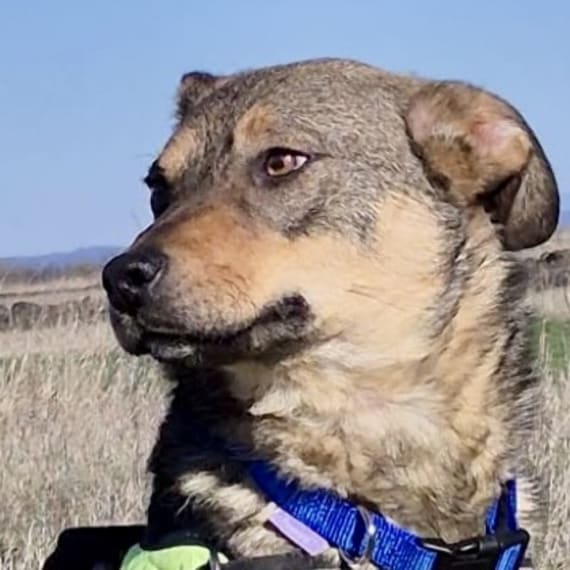 Marcie — Somerset & Dorset Animal Rescue | petdatabase.com