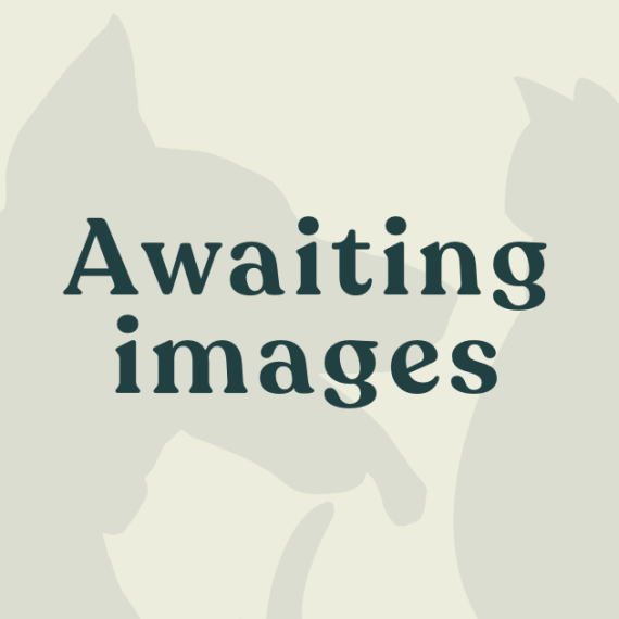 Cloudinary Image