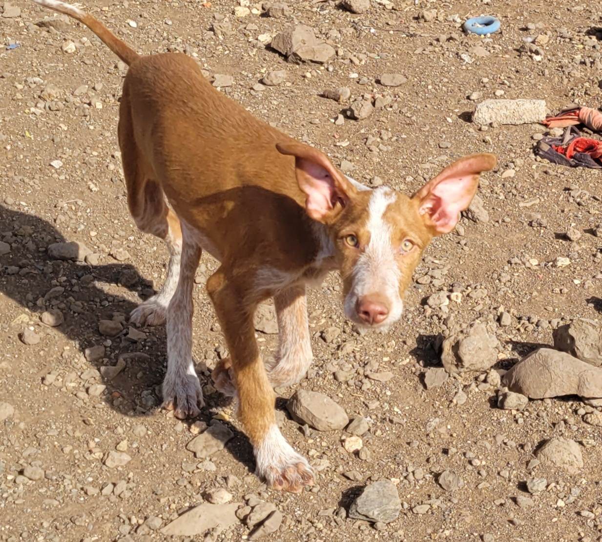 PUP45