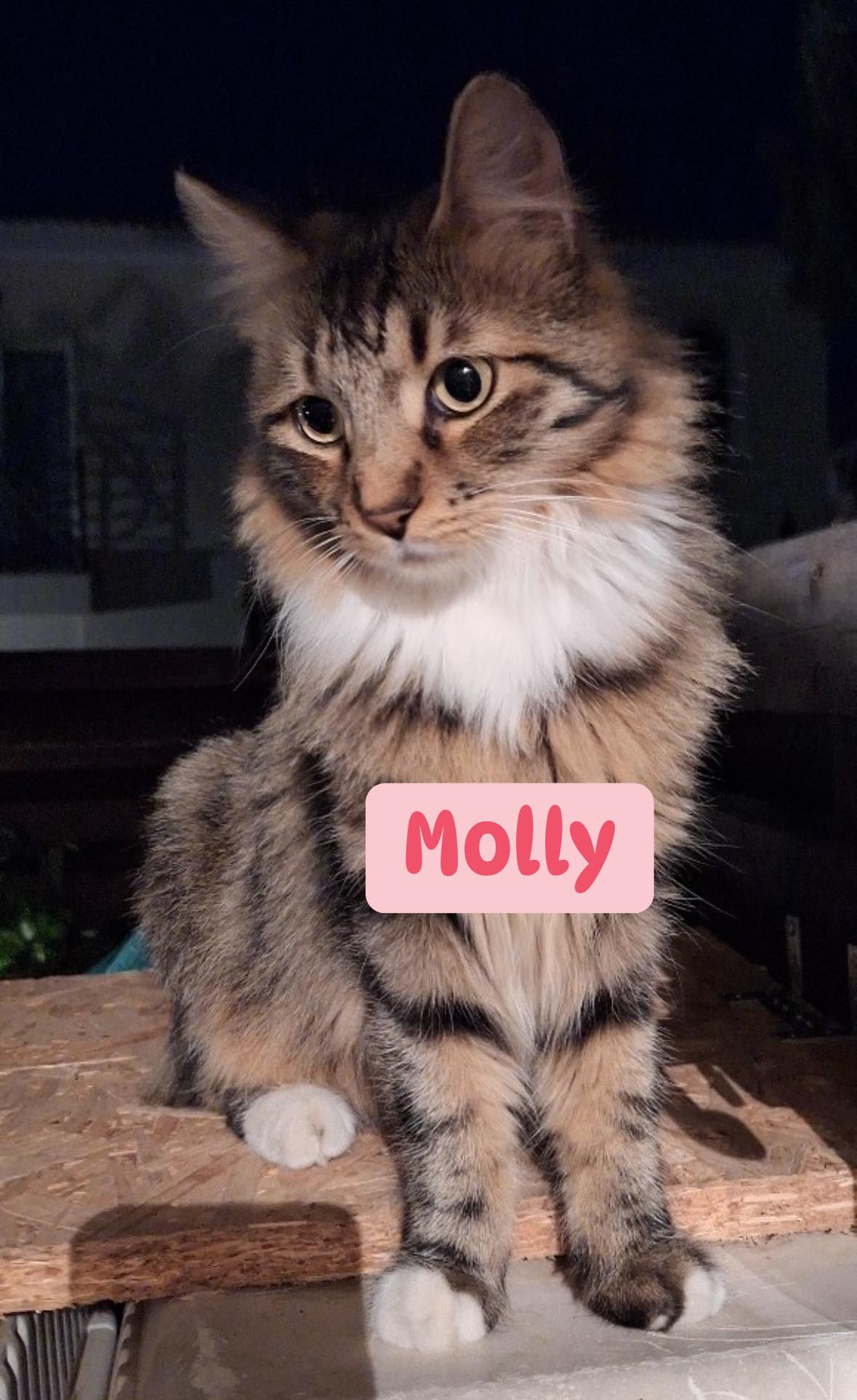 Molly