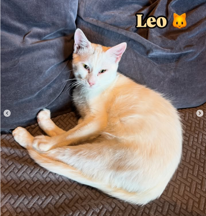 Leo