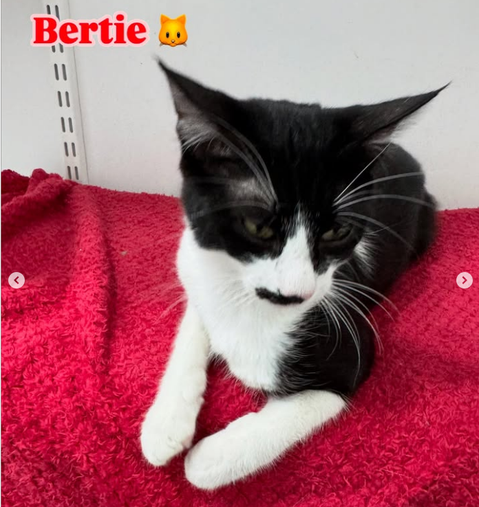 Bertie 
