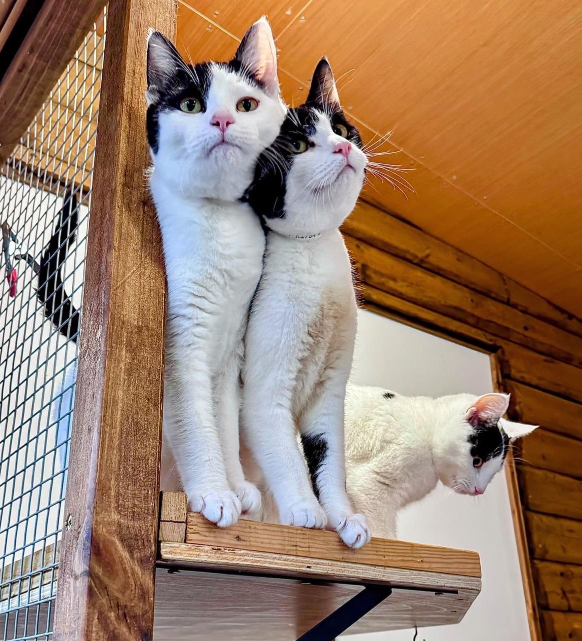 Anzio Kittens
