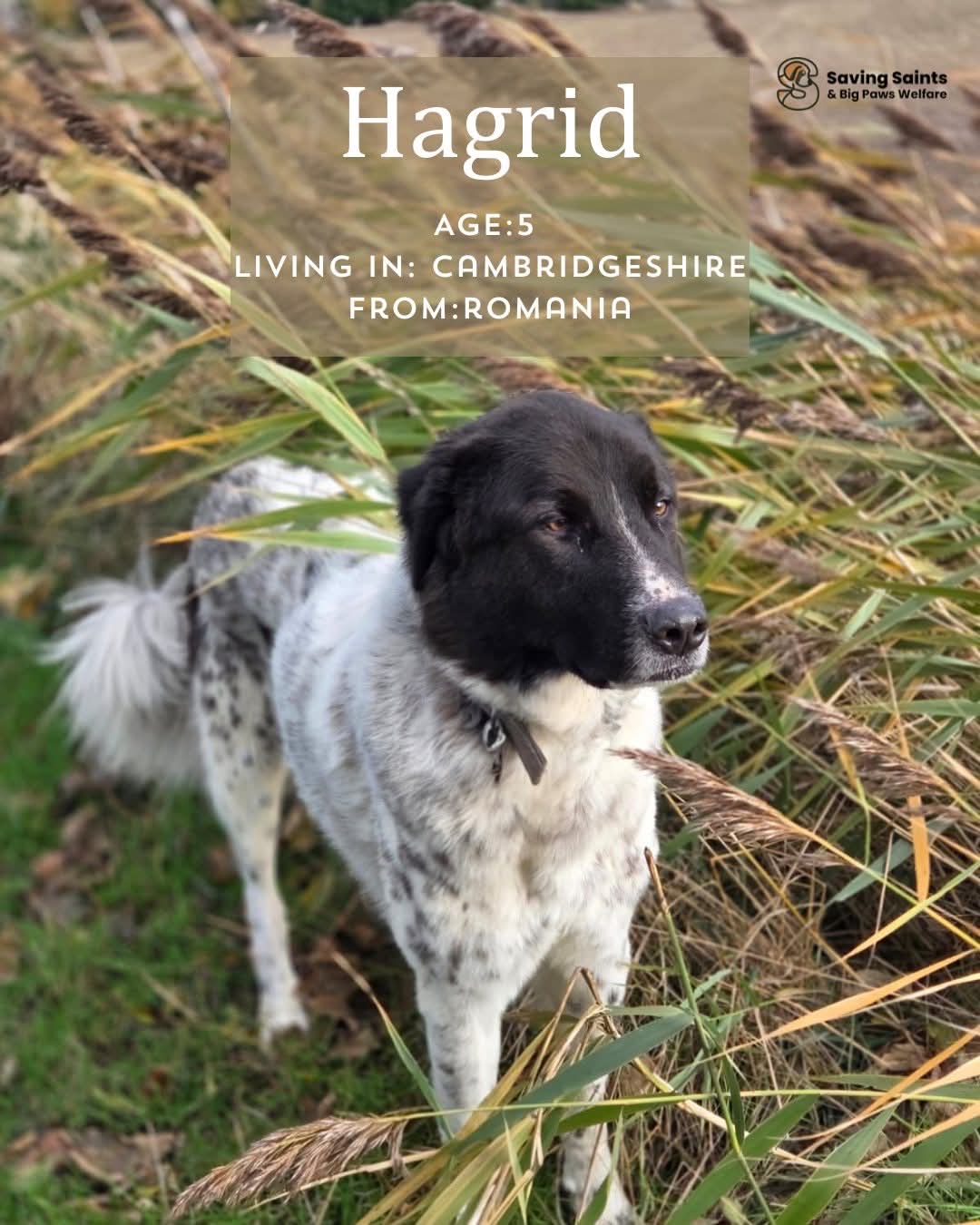 Hagrid