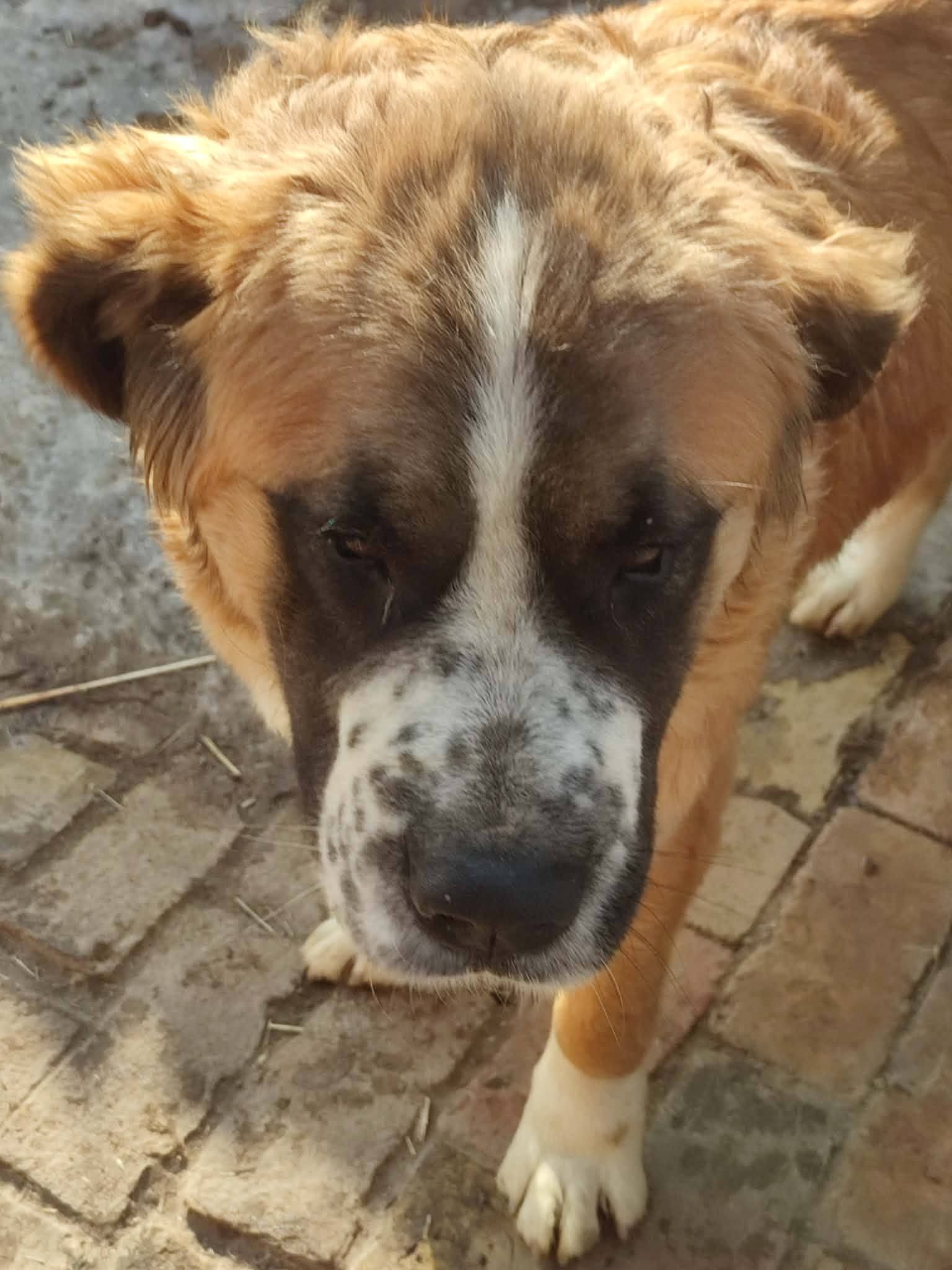 Berni