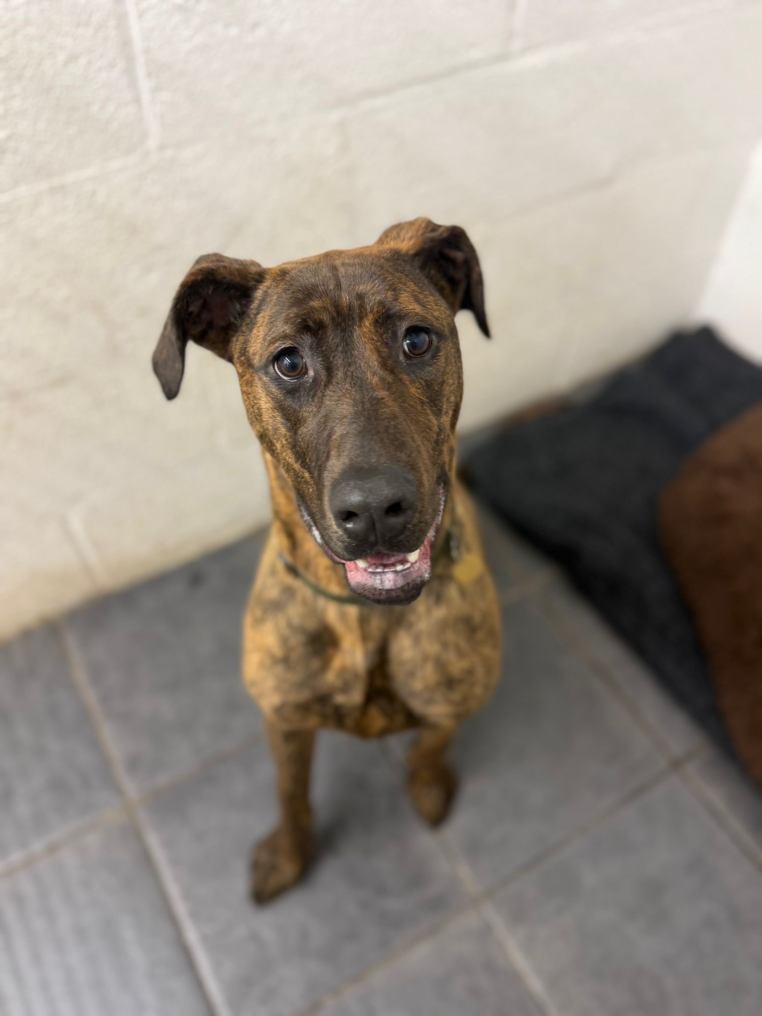 Pepper