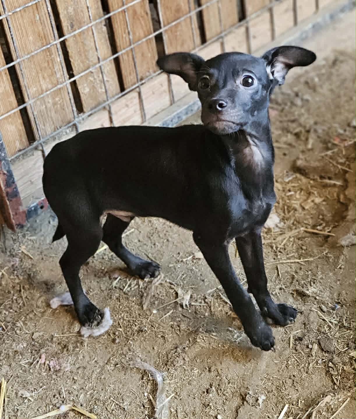 PUP 201