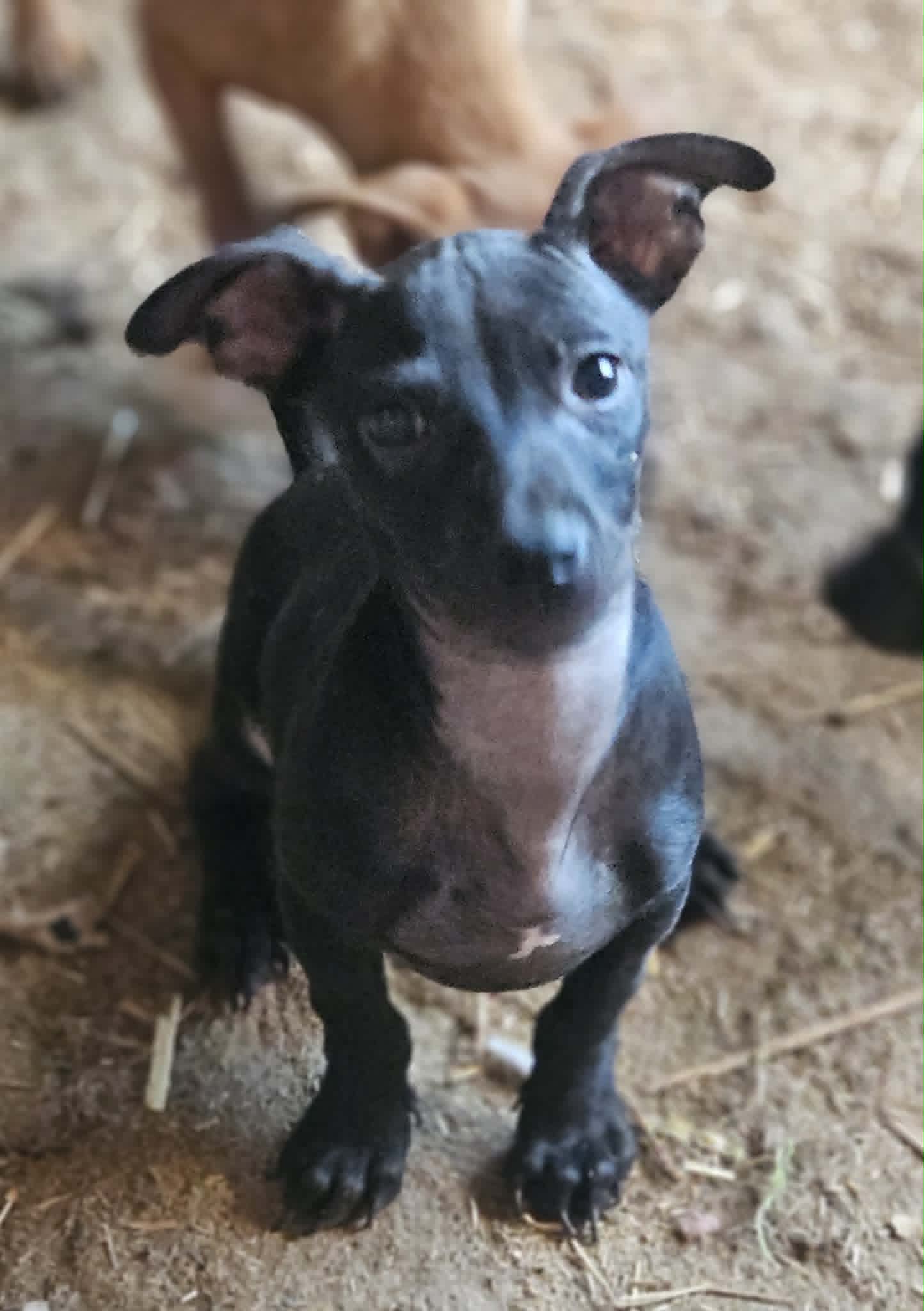 PUP 202