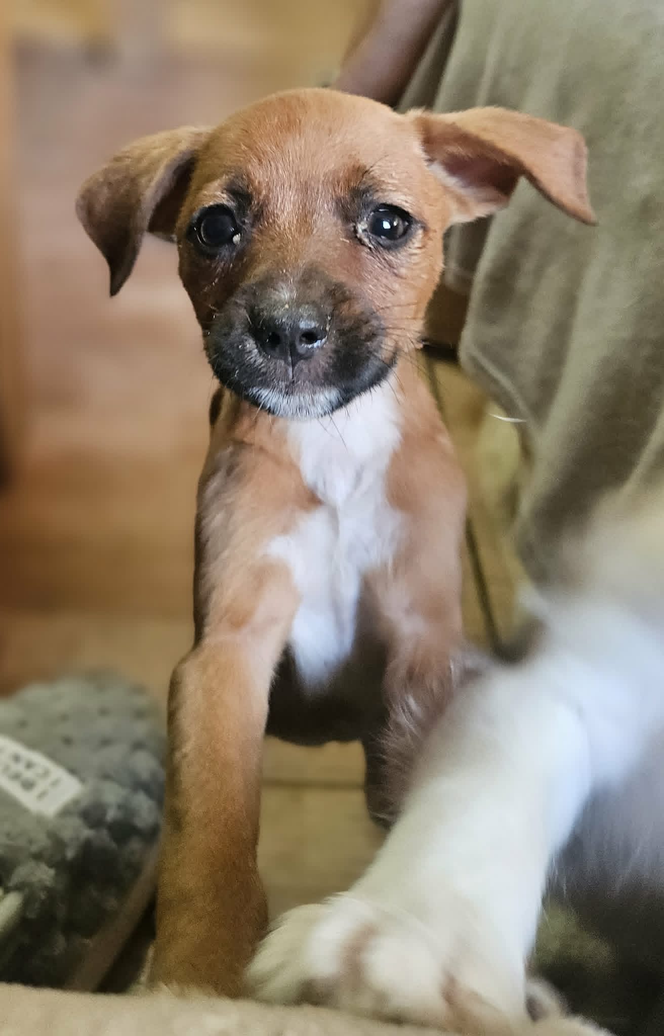 PUP 205