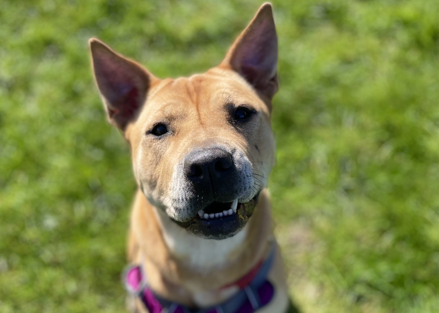 Nala 