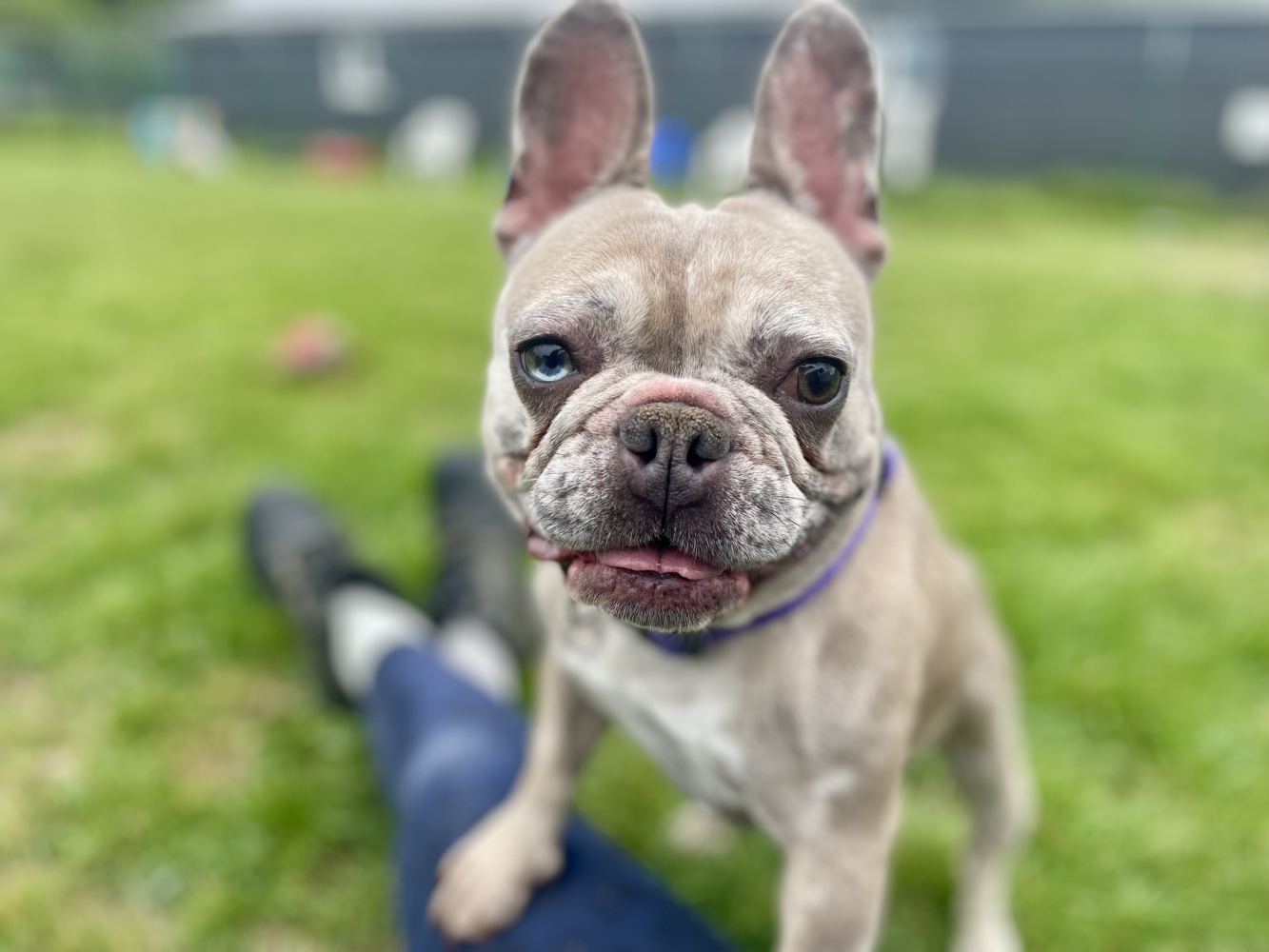 GiGi
