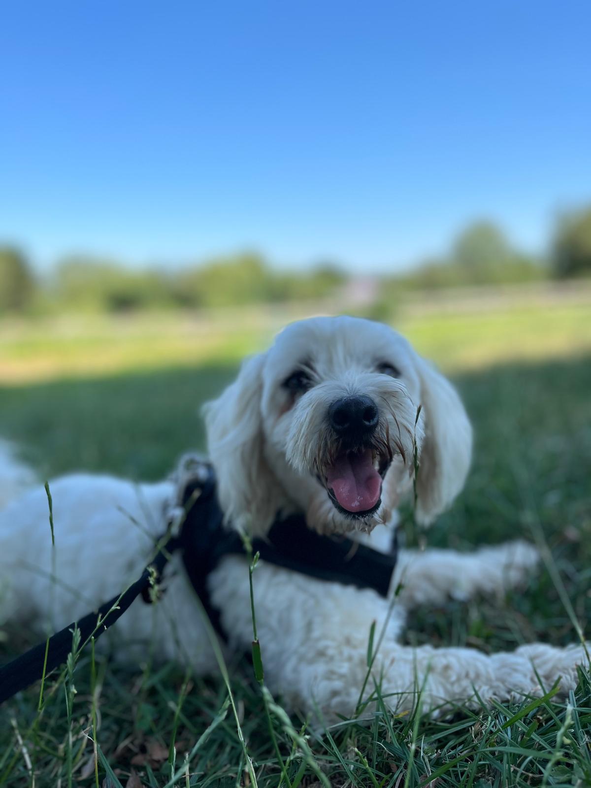 Walter