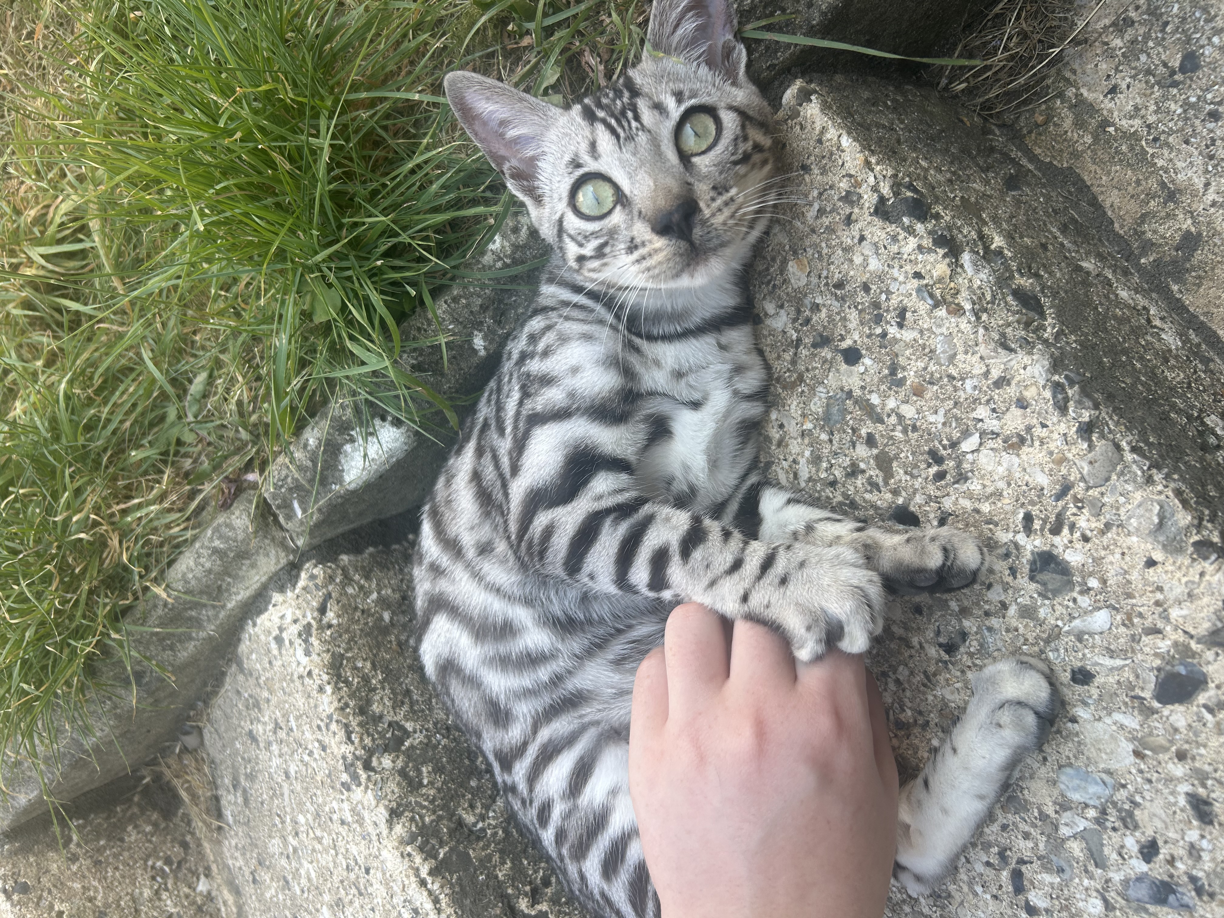 Orion (Ori)