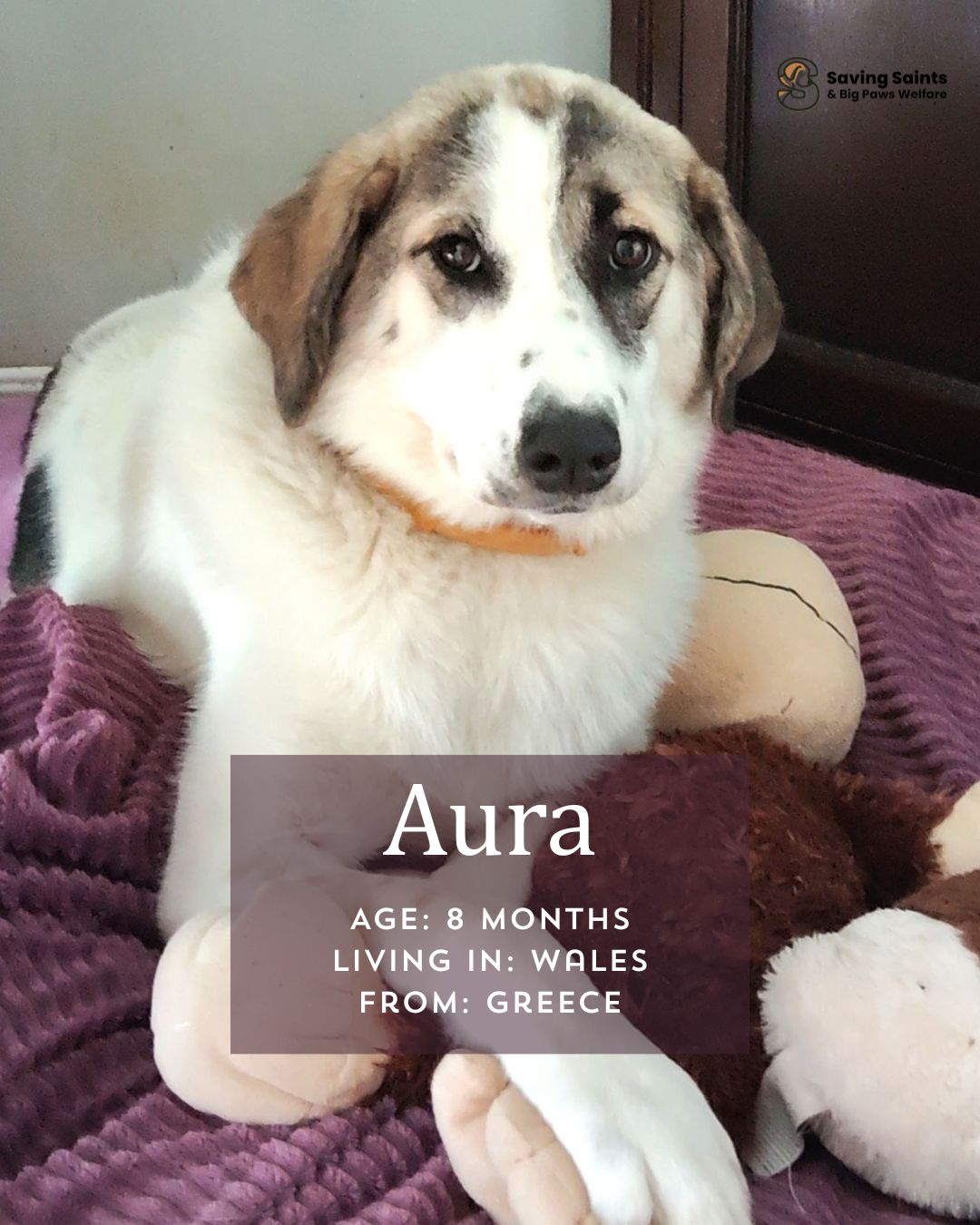 Aura