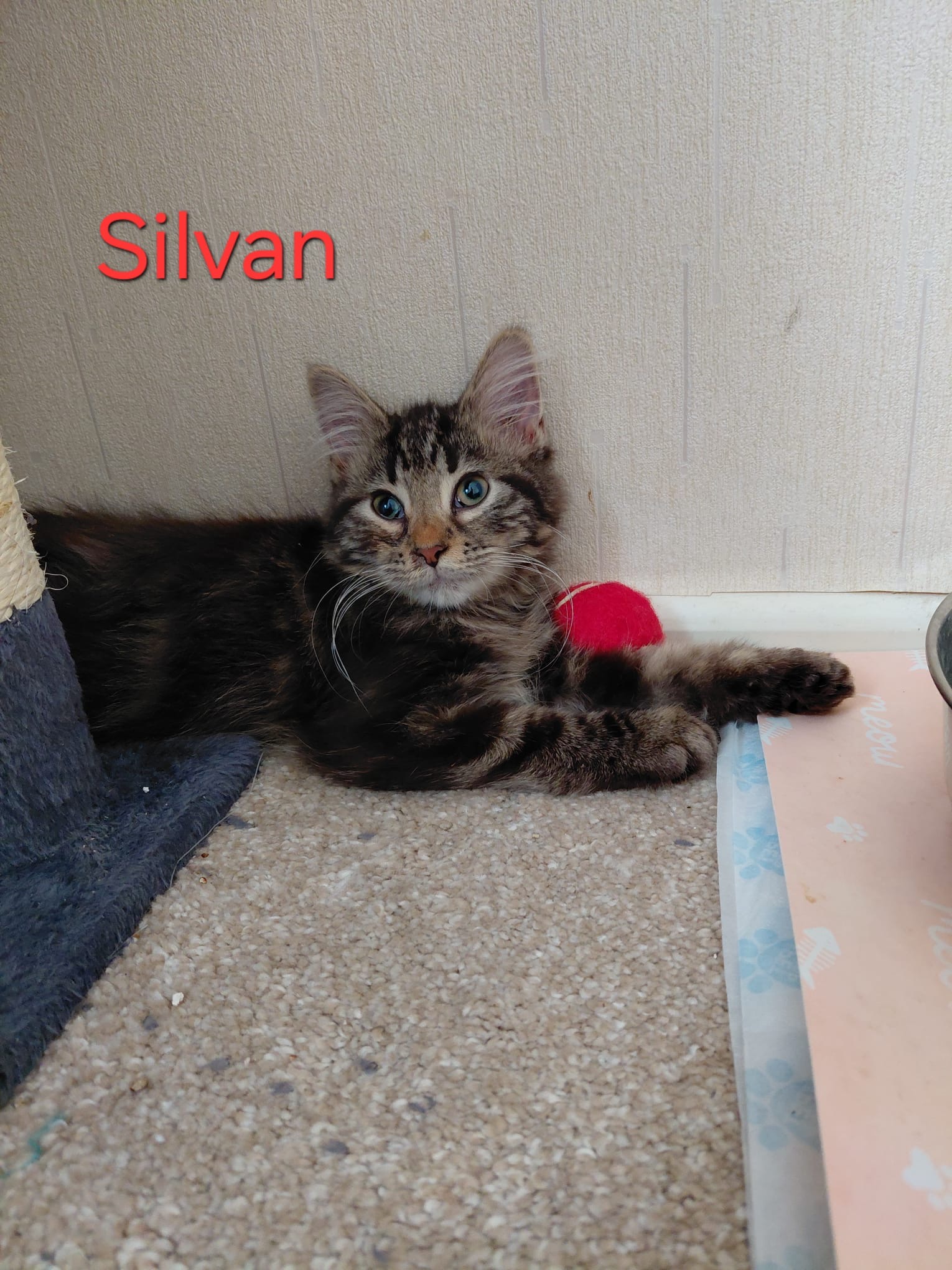 Silvan