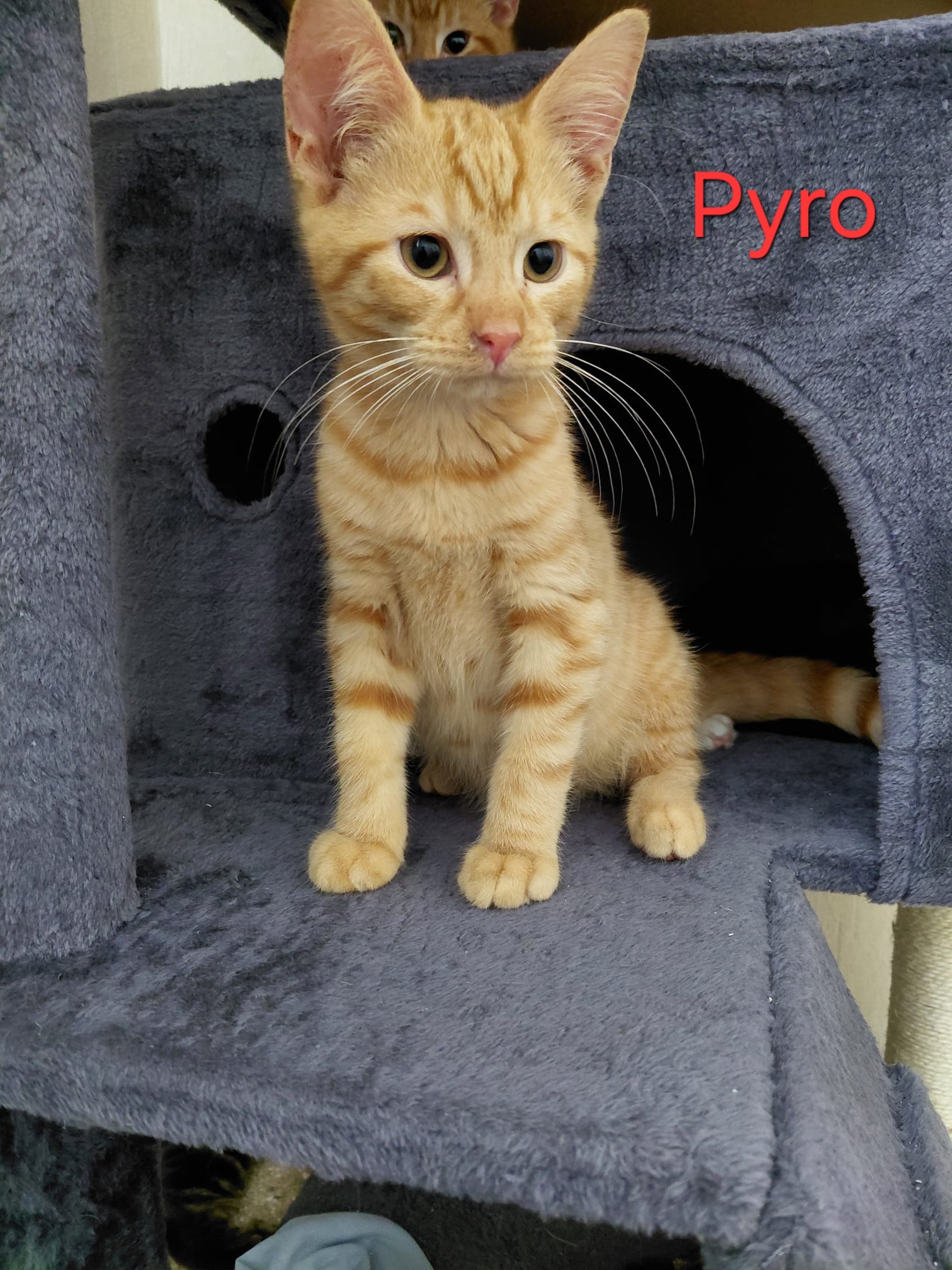Pyro