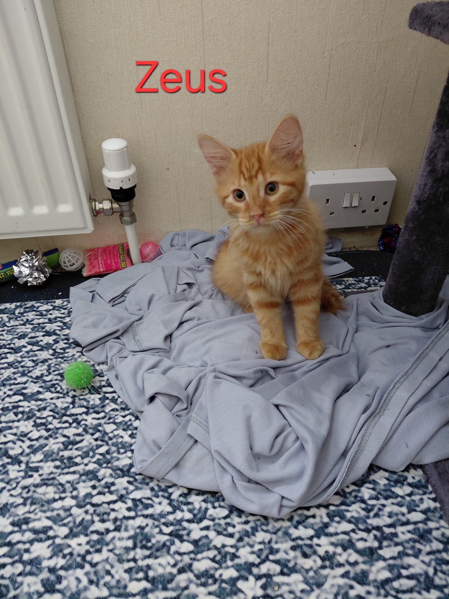 Zeus