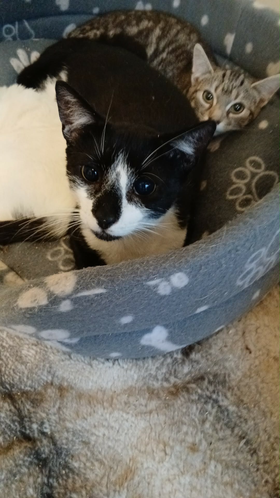 Burt
