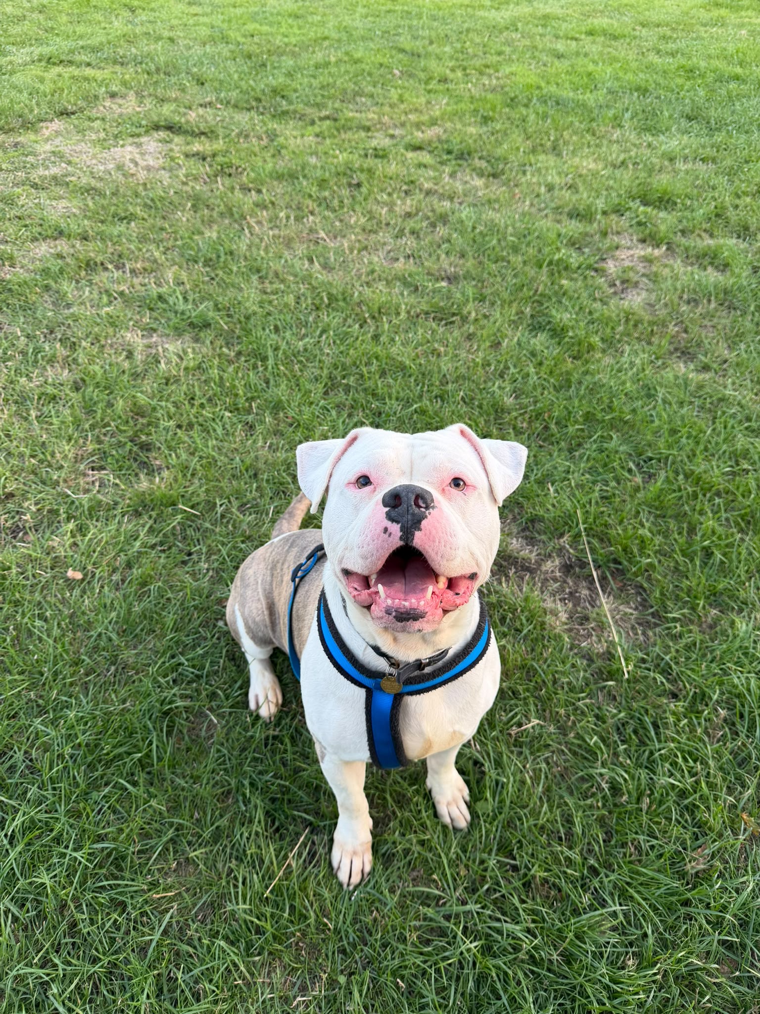 Bruno