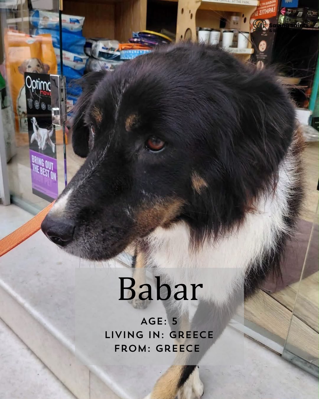 Babar