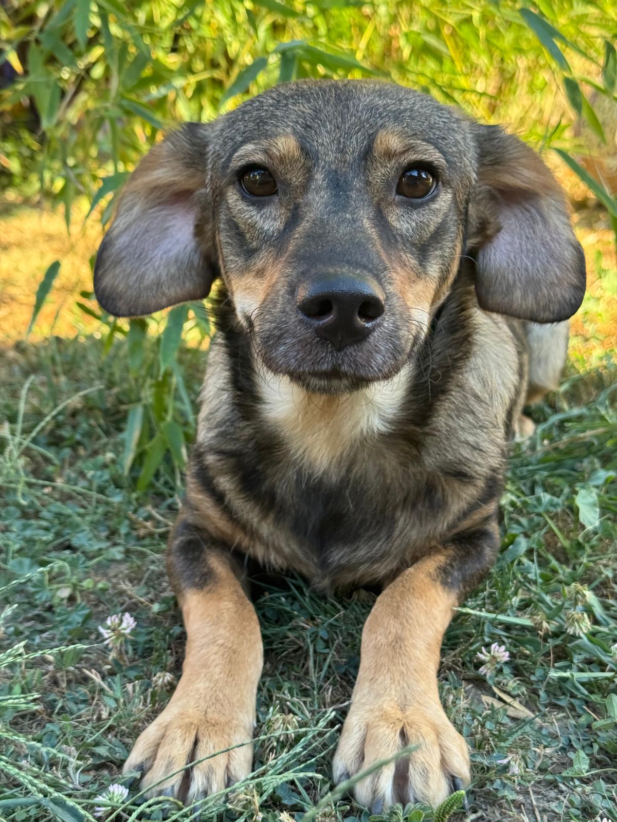Iris