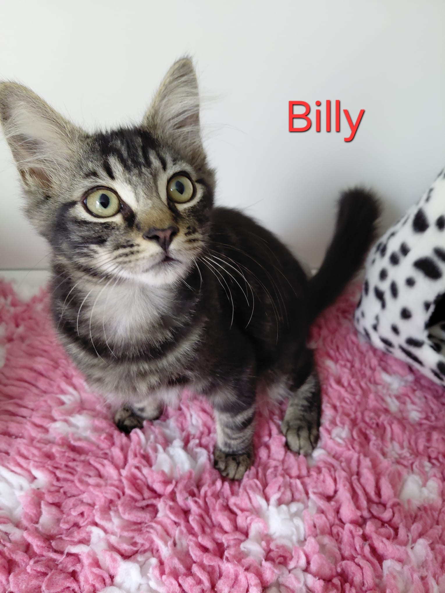 Billy