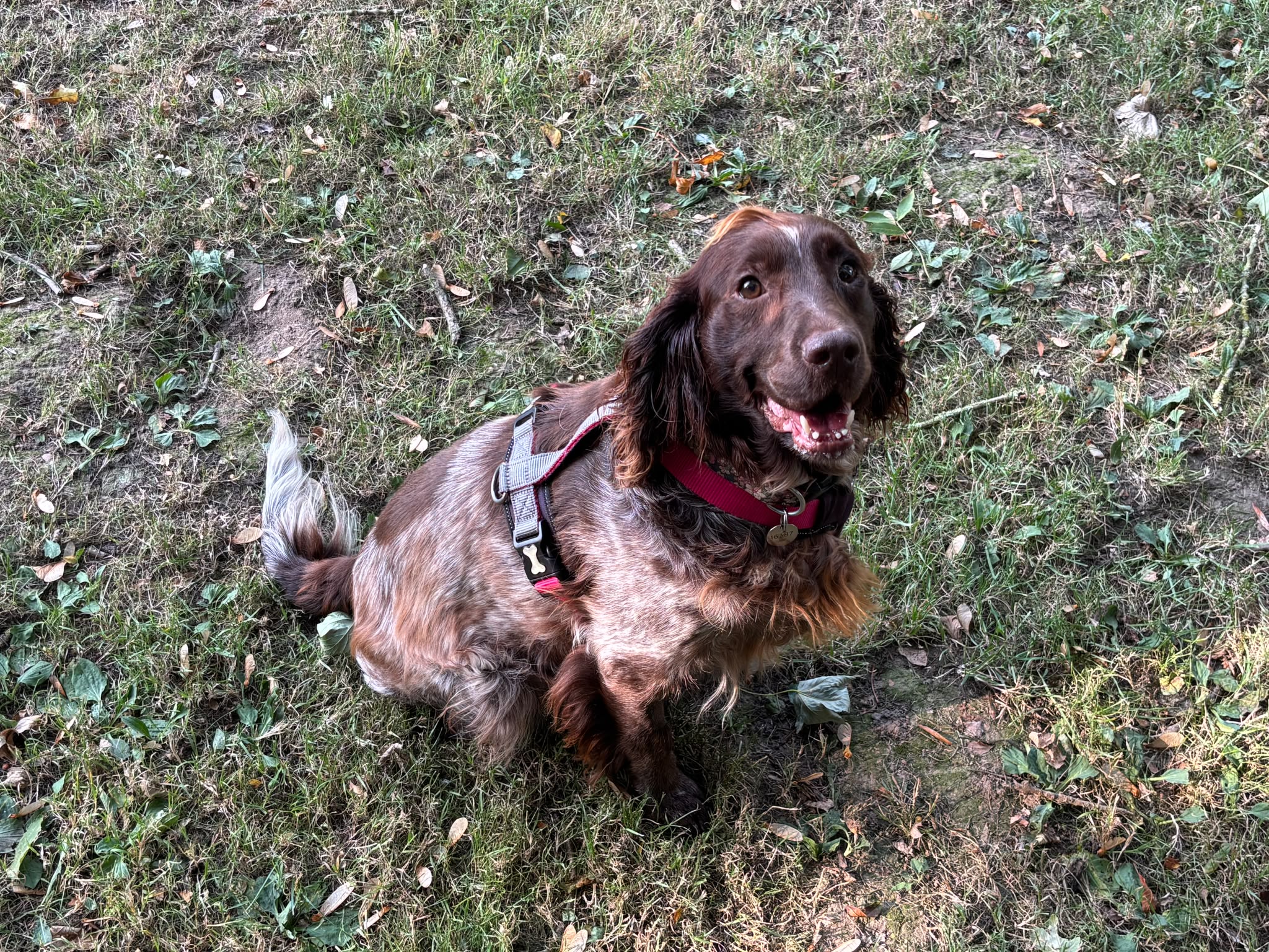 Bonnie