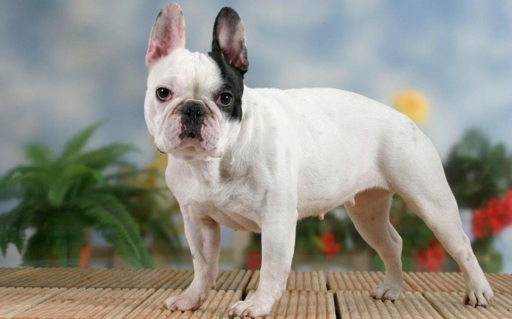 Bulldog Francez Petmark