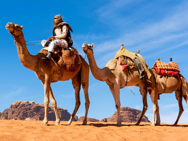 Camel Ride in Wadi Rum (not included)