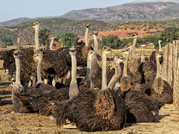 Ostrich Farm in Oudtshoom