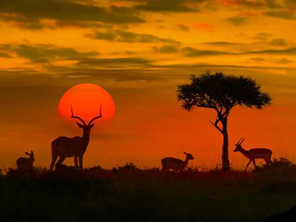 Sunset Safari in South Africa