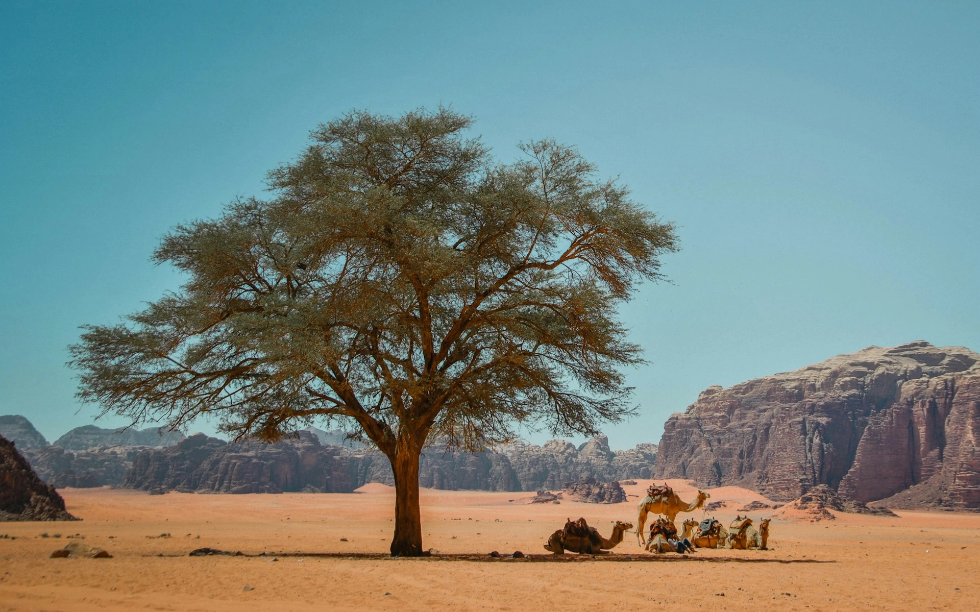 Wadi Rum Jordan