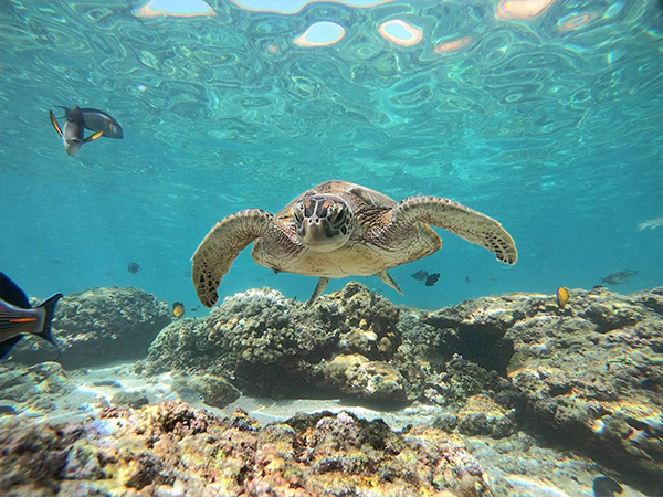 Turtles in Oman