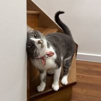 Photo of Pumpkin