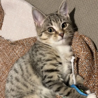 Photo of Smudge