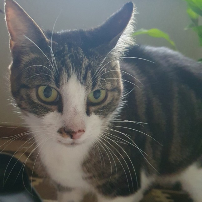 Photo of Boots