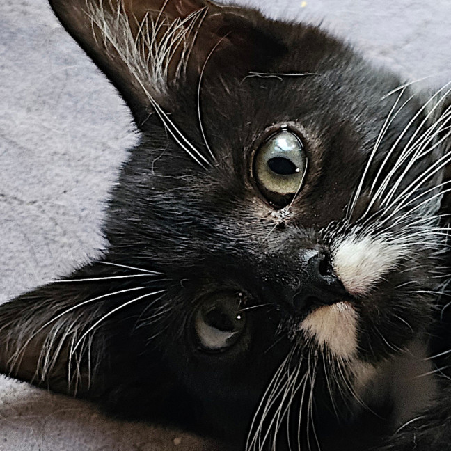 Photo of Gomez