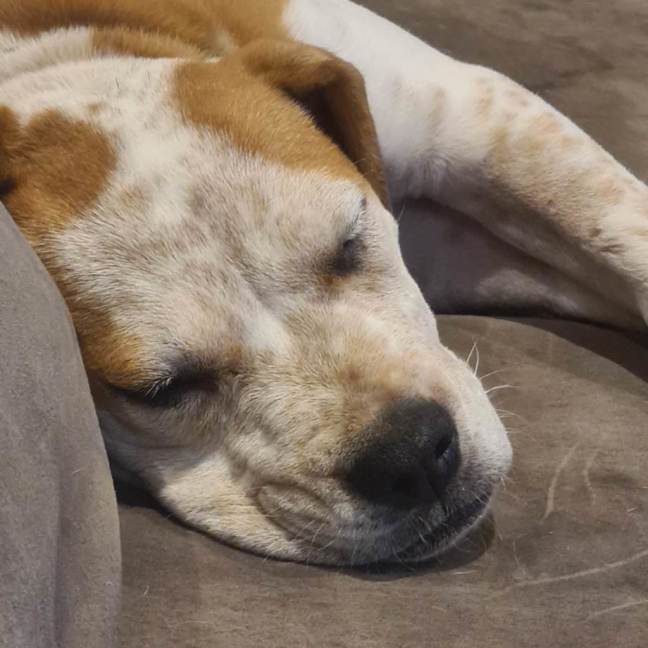 Photo of Toffee