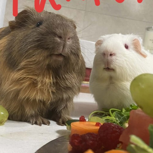 Casper, Paxton & Rion -  Guinea Pig