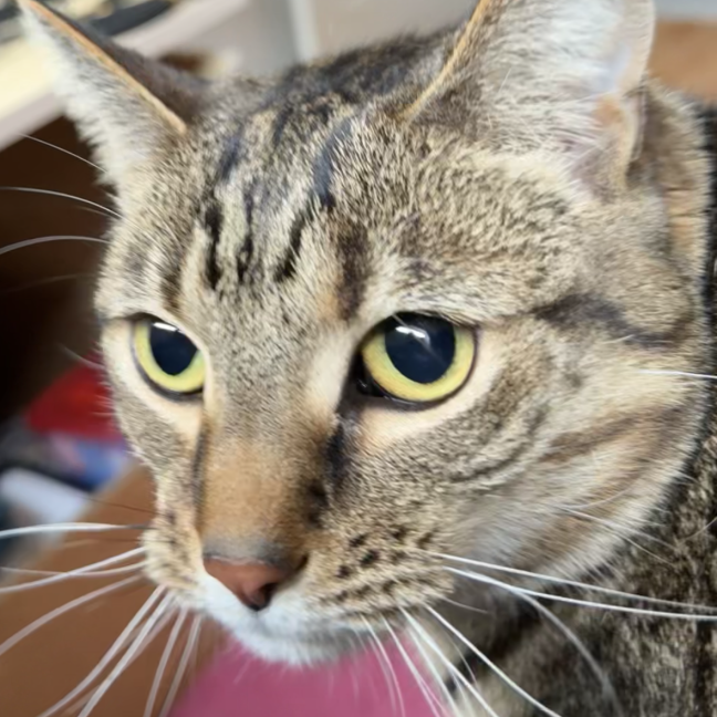Photo of Tiger