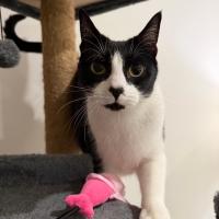 Photo of Marbles