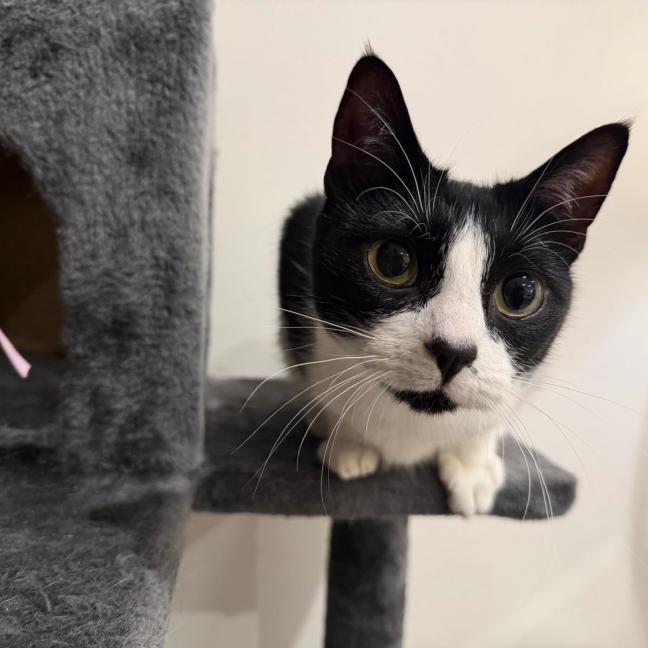 Photo of Marbles
