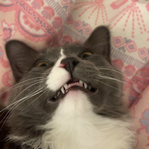 Rupert - Domestic Medium Hair (DMH) Cat