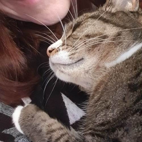 Jelly - Domestic Short Hair (DSH) Cat